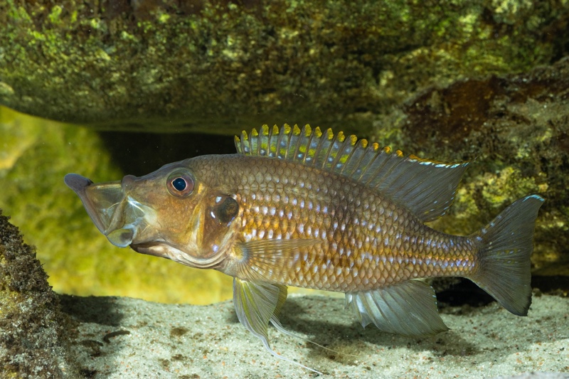Gnathochromis permaxillaris 'Chituta Bay'